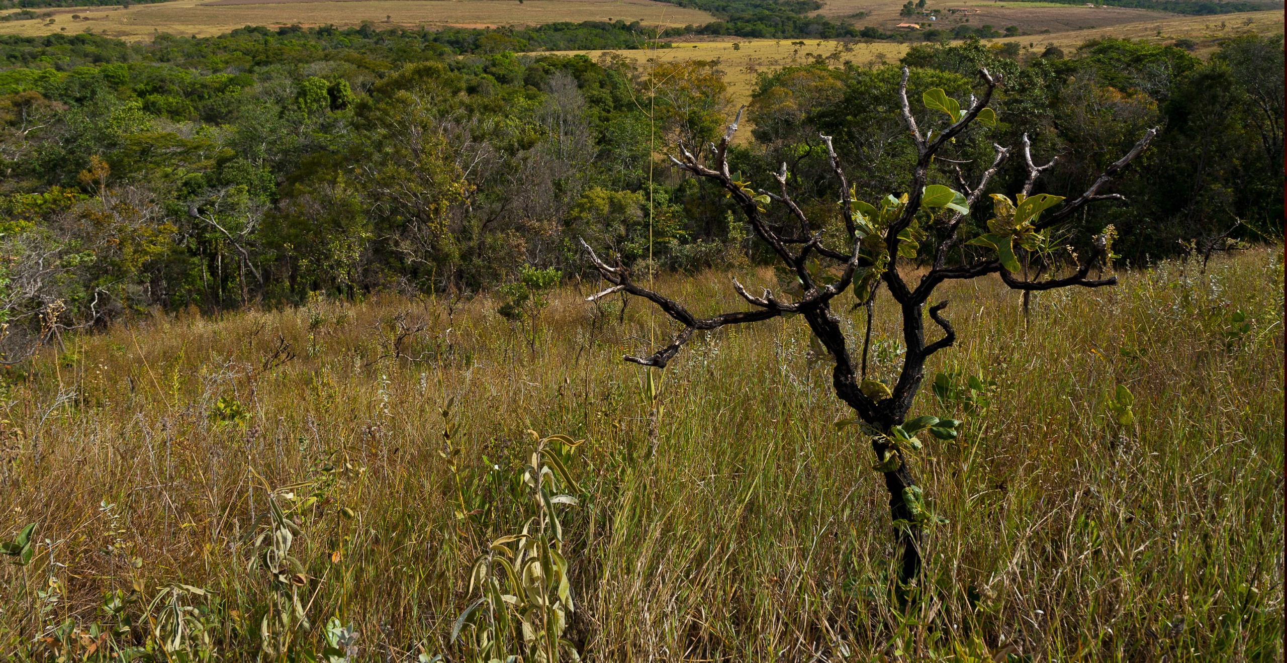 Campo no cerrado
